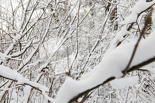 Image of Branches of a tree in the snow