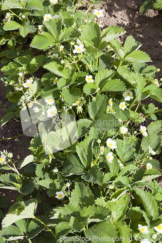 Image of The bed of strawberries