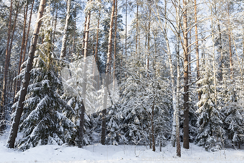 Image of Snow drifts in winter