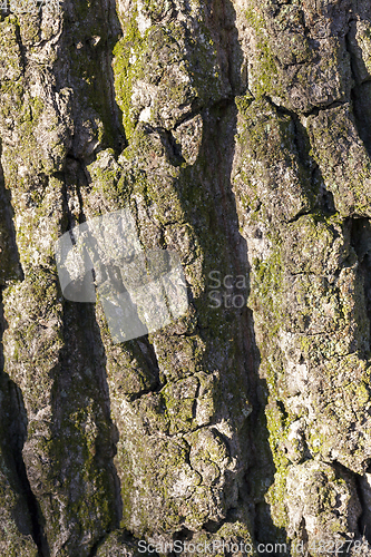 Image of Tree bark, close-up