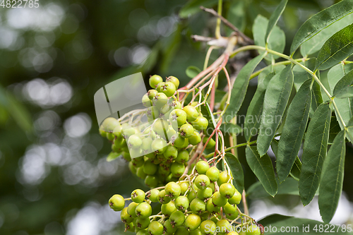 Image of Unripe mountain ash, close-up