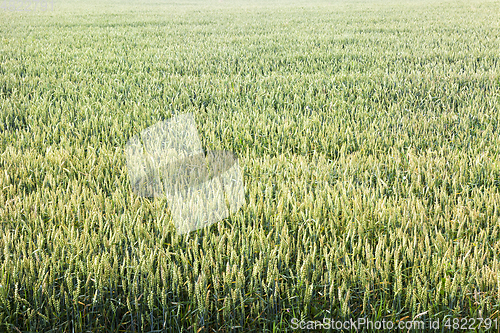 Image of green wheat field