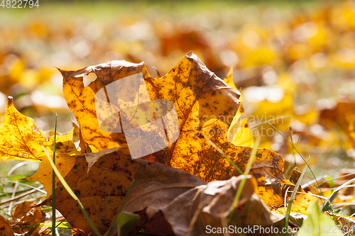Image of The fallen maple leaves
