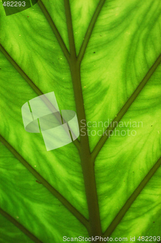 Image of Leaf