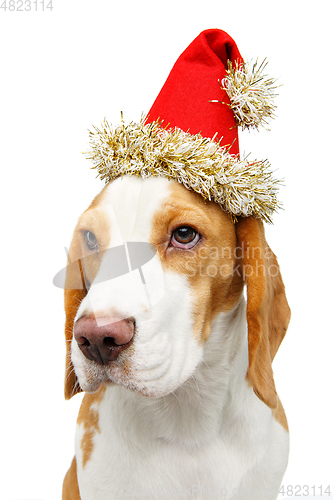 Image of beautiful beagle dog in christmas hat