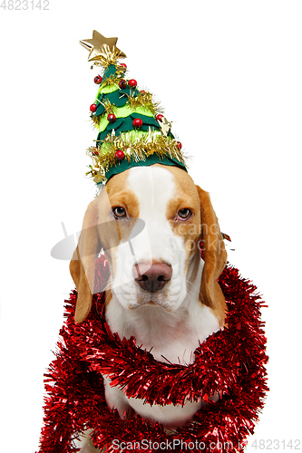 Image of beautiful beagle dog in christmas tree hat 