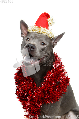 Image of beautiful thai ridgeback dog in christmas hat