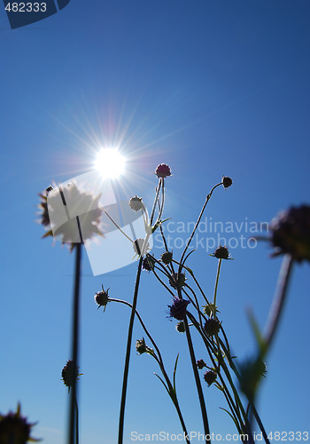 Image of Meadow