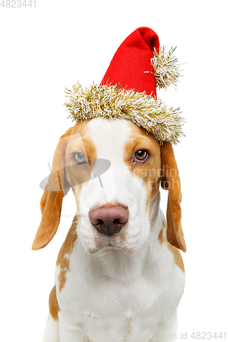Image of beautiful beagle dog in christmas hat