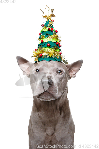 Image of beautiful thai ridgeback dog in new year tree hat