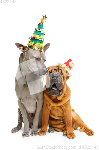 Image of two dogs in christmas hats