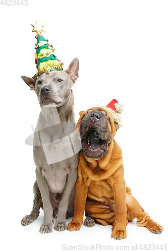 Image of two dogs in christmas hats