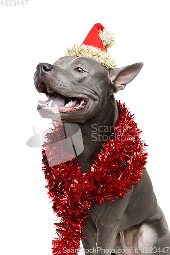 Image of beautiful thai ridgeback dog in christmas hat