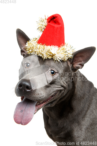 Image of beautiful thai ridgeback dog in christmas hat