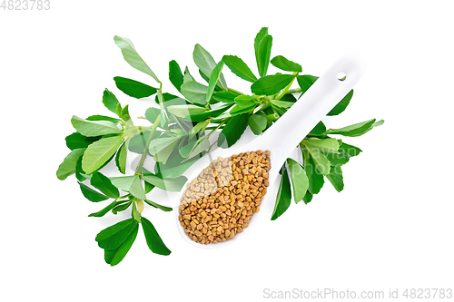 Image of Fenugreek with green leaves in spoon top