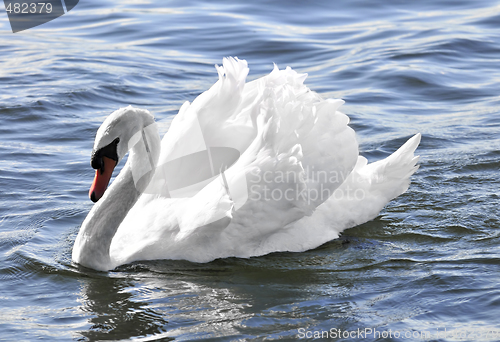 Image of White swan