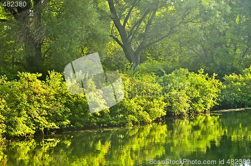 Image of Green reflections in water