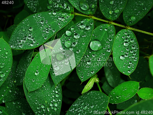 Image of Droplets on green leaf