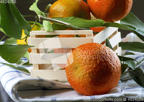 Image of Ripe Tangerines with Leafs