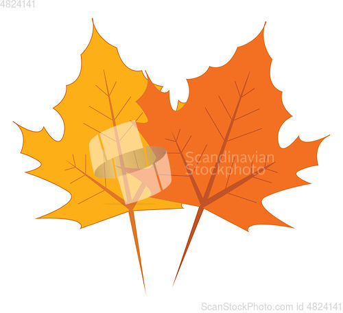 Image of Yellow and orange maple leaves vector illustration on white back