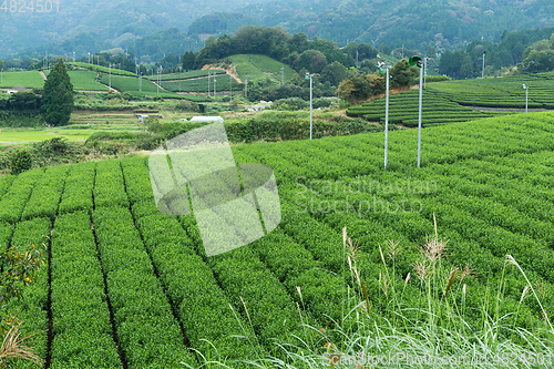 Image of Green Tea plantation in Japan