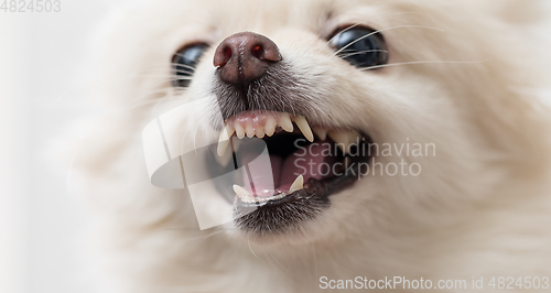Image of White Pomeranian dog getting angey