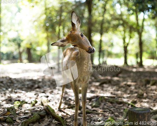 Image of Cute deer in a park 