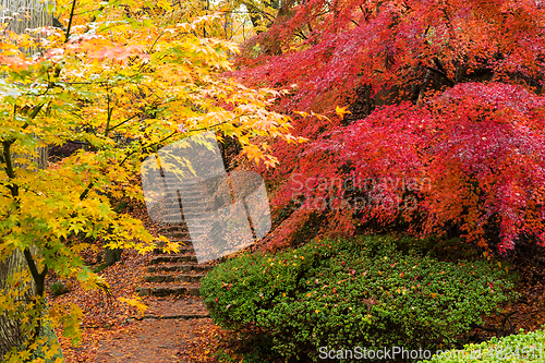 Image of Autumn landscape in Japanese garden