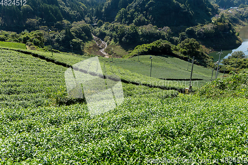 Image of Tea Plantation field