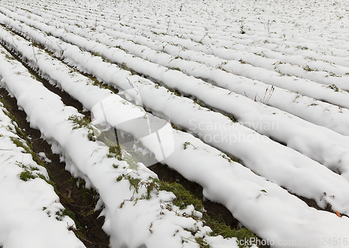 Image of Agriculture field, carrots