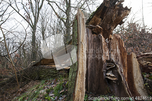 Image of dead tree in wood