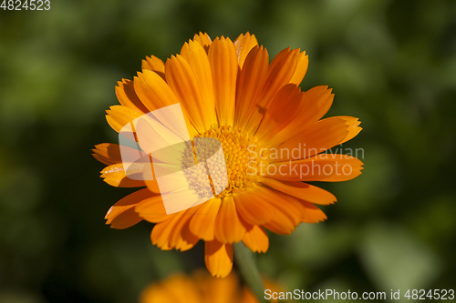 Image of Flowers of calendula