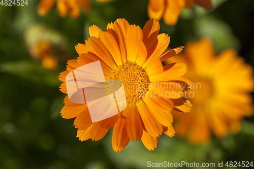 Image of Flowers of calendula