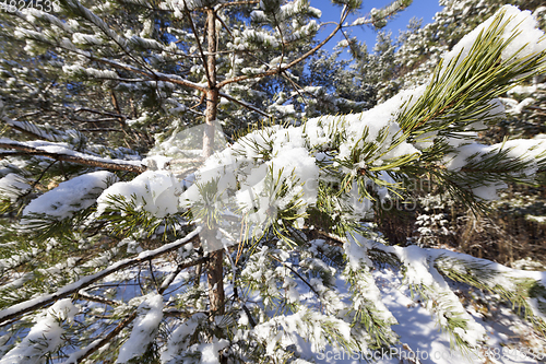 Image of Pine forest under the snow