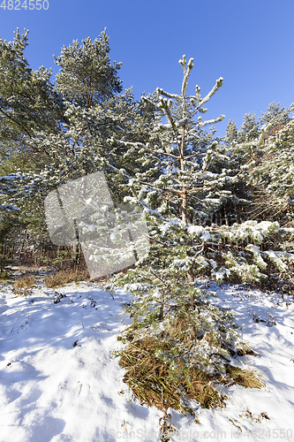 Image of Pine forest in winter