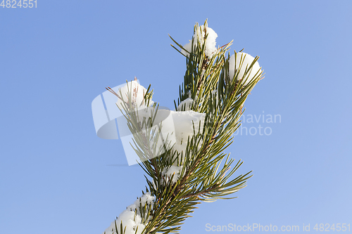 Image of Pine forest under the snow