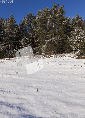 Image of Pine forest in winter