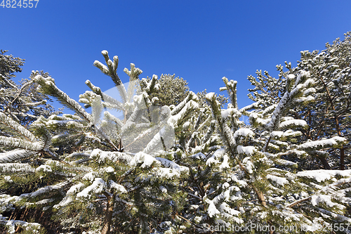 Image of Pine forest in winter