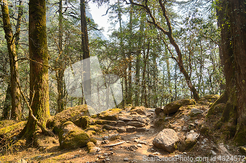 Image of Hiking in Nepal jungle forest