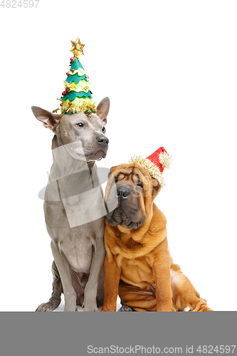 Image of two dogs in christmas hats isolated on white