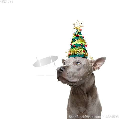 Image of beautiful thai ridgeback dog in new year tree hat