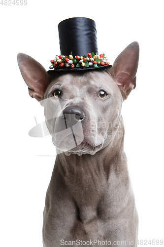 Image of beautiful thai ridgeback dog in high hat