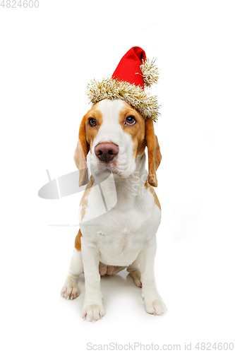 Image of beautiful beagle female dog in christmas hat