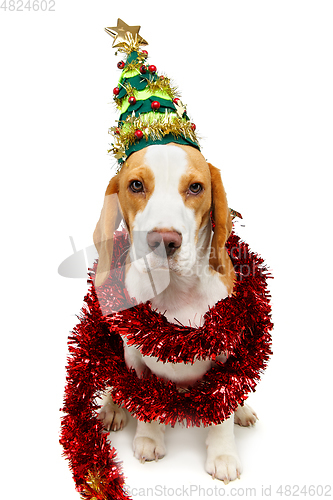 Image of beautiful beagle dog in christmas tree hat 