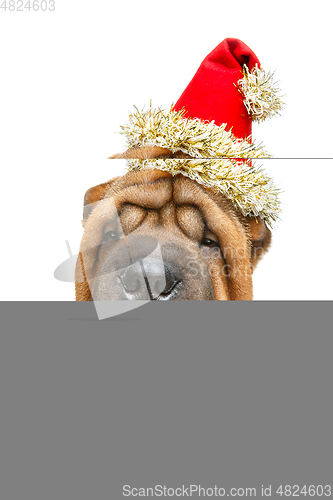 Image of beautiful shar pei puppy in christmas cap