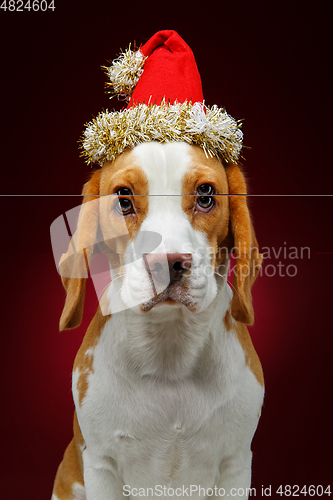 Image of beautiful beagle female dog in christmas hat
