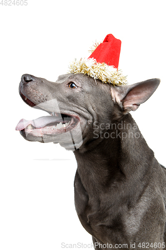 Image of beautiful thai ridgeback dog in christmas hat