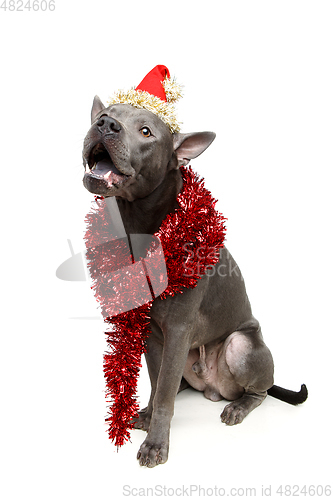 Image of beautiful thai ridgeback dog in christmas hat