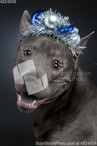 Image of beautiful thai ridgeback dog in christmas hat