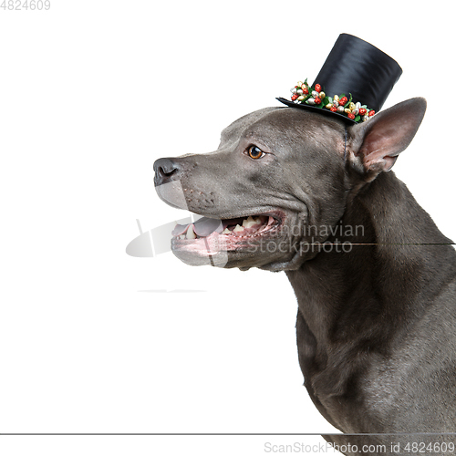 Image of beautiful thai ridgeback dog in high hat